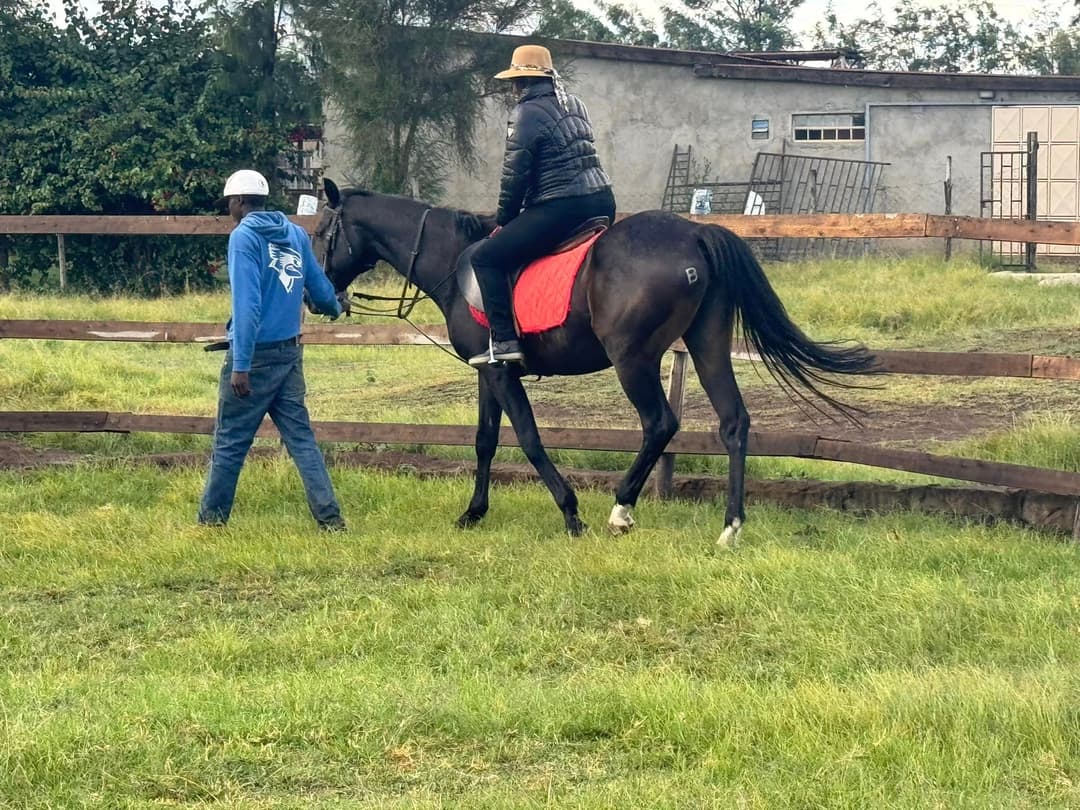 Horse Ridding